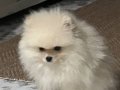 Köpeğimin yavrusudur orjinal pomerian 