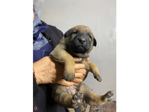Irk Garantili Maskeli Malinois Yavruları | Şecere Kalitesiyle