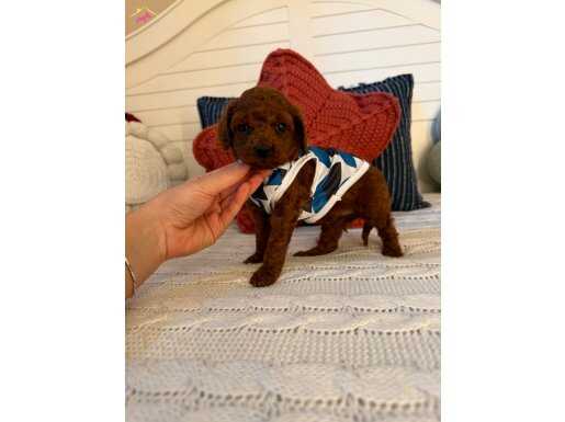 Toy Poodle Kızıl Kürklü Oyuncak Güzelliği