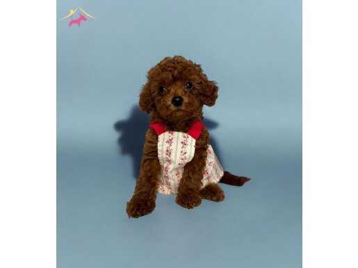 Kore Teacup Soyundan Gelen Oyuncak Görünümlü Kızıl Toy Poodle