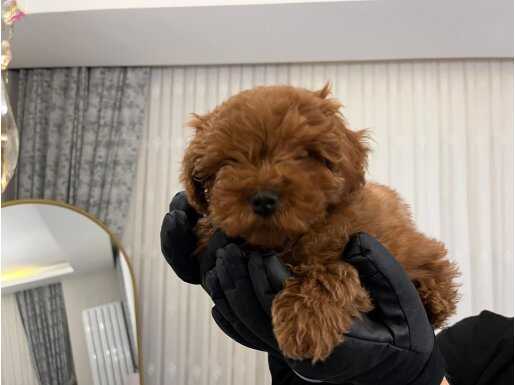3 Aylık Red Toy Poodle | Tuvalet Eğitimi Hazır Sosyal Yavru