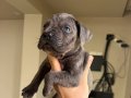 Safkan Blue Cane Corso Yavruları | Secereli Hat ve İri Kemik Yapısı
