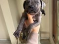 Safkan Blue Cane Corso Yavruları | Secereli Hat ve İri Kemik Yapısı