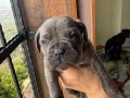 Safkan Blue Cane Corso Yavruları | Secereli Hat ve İri Kemik Yapısı