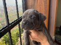 Safkan Blue Cane Corso Yavruları | Secereli Hat ve İri Kemik Yapısı