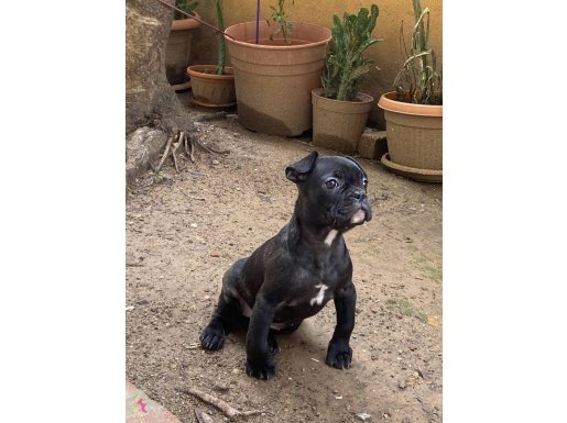 Ev Ortamında Büyümüş Sosyal ve İç Dış Parazitleri Yapılmış French Bulldog