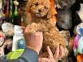 Ev Ortamında Büyüyen Red-Brown Toy Poodle Yavruları