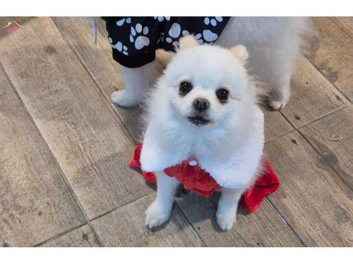 Antalya Serik'te 4 Yaşında Oyuncu ve Sosyal Pomeranian Boo