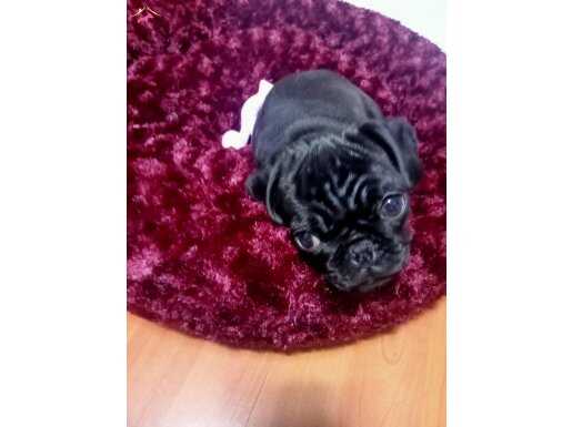 Siyah Elmas Yavru Pug: Tüm Eşyalarıyla Birlikte Yeni Yuvasına Hazır
