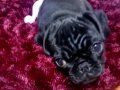 Siyah Elmas Yavru Pug: Tüm Eşyalarıyla Birlikte Yeni Yuvasına Hazır