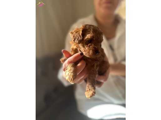 Anne Altından Sevimli Toy Poodle 