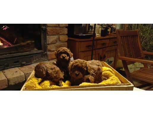 Kore Kan Hattı Red Brown Toy Poodle Yavruları - Orijinal Irk Garantili