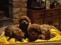 Kore Kan Hattı Red Brown Toy Poodle Yavruları - Orijinal Irk Garantili