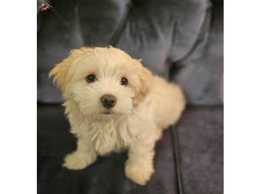 Ev Yaşamına Uyumlu | Tüy Dökmeyen | Sevgi Dolu Maltipoo