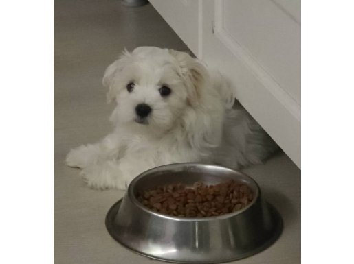 Ev ortamında sevgiyle büyüyen 2 Aylık Maltese Terrier