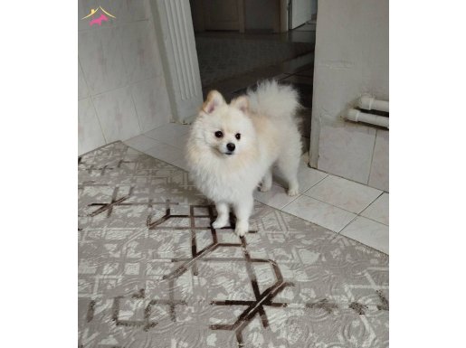 Erkek 9 aylık Pomeranian 