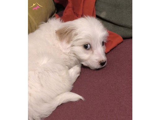 Bembeyaz Terrier Maltese 