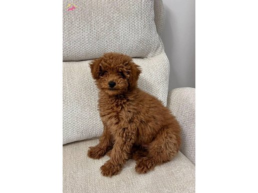 3.5 aylık erkek toy poodle güzel bir yuva arıyoruz 