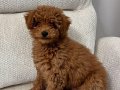 3.5 aylık erkek toy poodle güzel bir yuva arıyoruz 