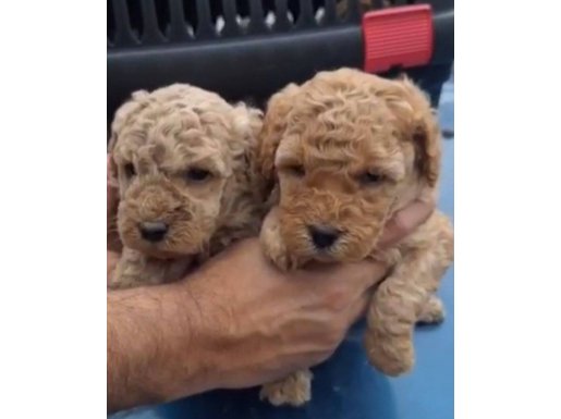  Ev Yaşamına Uygun Oyuncak Görünümlü Poodle Yavruları