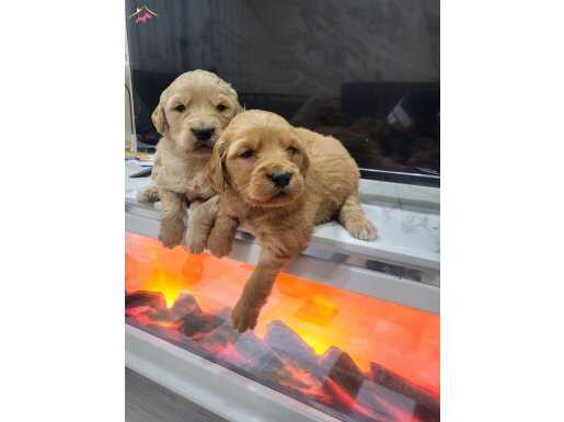 Sosyal Ortamların Yıldızı Buca Yavruları | Golden Retriever