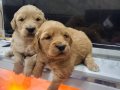 Sosyal Ortamların Yıldızı Buca Yavruları | Golden Retriever