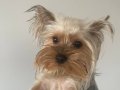 Anne Anlaşmazlığı Nedeniyle Mama Karşılığı Sahiplendirilecek Yorkshire Terrier