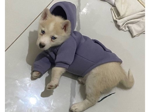 Eğitimli ve Sosyal Sibirya Kurdu Yavrumuz Yeni Ailesini Bekliyor