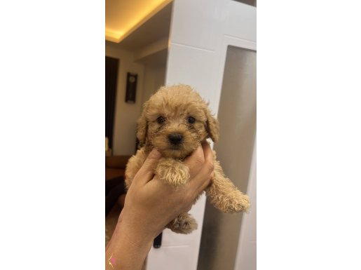 Toy poodle 2 aylık erkek 