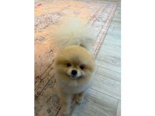 13 Aylık Full Eğitimli Orijinal Pomeranian Boo | Pasaportlu ve SCR’li