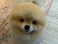 13 Aylık Full Eğitimli Orijinal Pomeranian Boo | Pasaportlu ve SCR’li