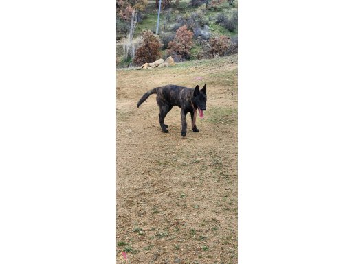 Koyu Maskeli Özel Desenli 6 Aylık Belçika Malinois