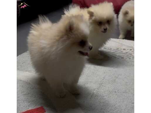 4 Aylık Pomeranian Yavruları