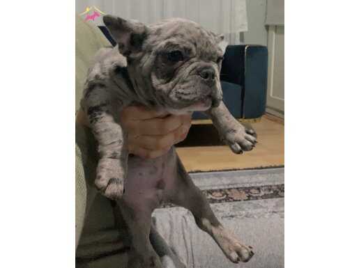 Mavi Merle Renkli Sosyal French Bulldog Yavrusu