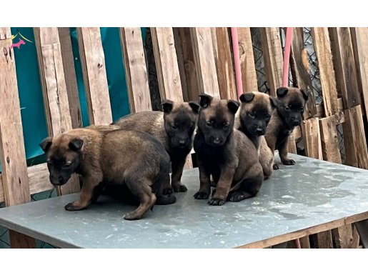 Belçika Kurdu Yavruları