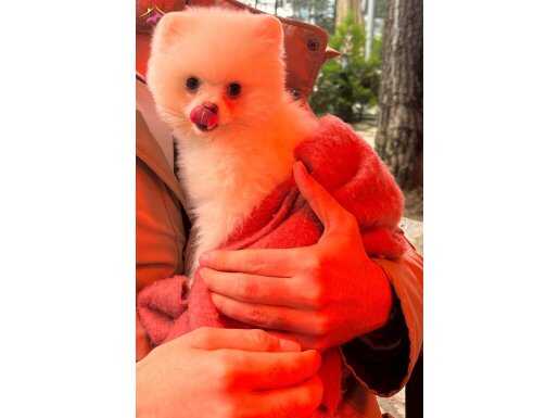 POMERIAN BOO UMRANIYE