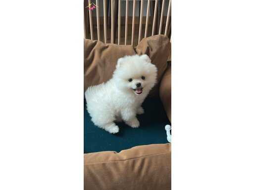 POMERIAN BOO UMRANIYE