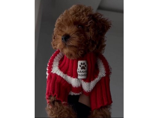 Ev Konforunda Yetişmiş Toy Poodle Vegas