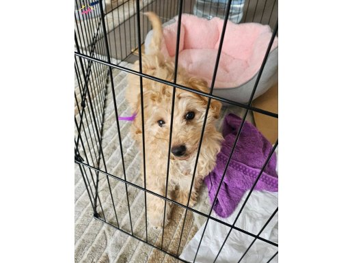 DİŞİ MALTİPOO (AÇIKLAMAYI OKUYUN)