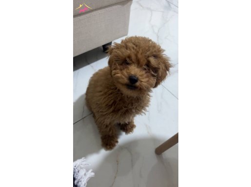 Tuvalet Eğitimli ve Temel Komut Bilen Toy Poodle Yavrusu