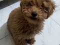 Tuvalet Eğitimli ve Temel Komut Bilen Toy Poodle Yavrusu