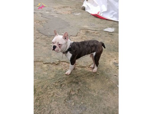 1 buçuk yasında erkek aşıları tam saldırma huyu yoktur