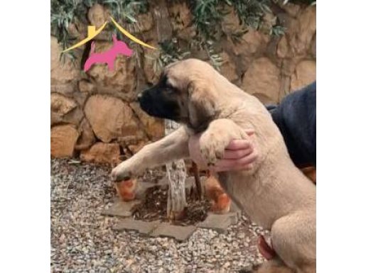 Aydın Didim’de Boz Kangal Yavruları: Sadık ve Karakterli Koruyucular