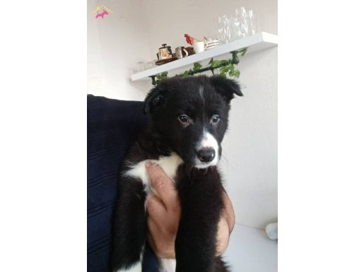Muhteşem Maskeli A Kalite 2 Aylık Border Collie Yavruları