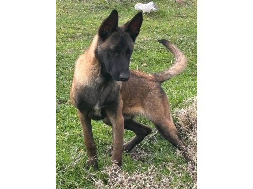 Duruşuyla Fark Yaratan 6 Aylık Belçika Kurdu Erkek Yavru