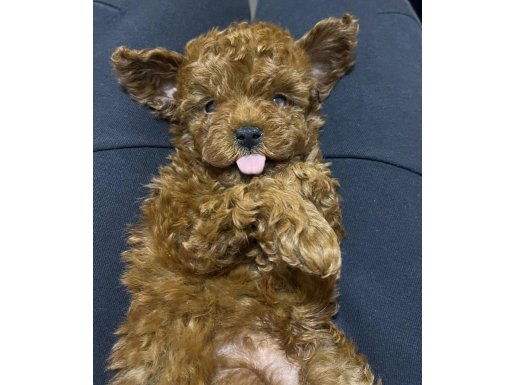 Kore Teacup Yavru Mini Boy Ev Yaşamına Uyumlu