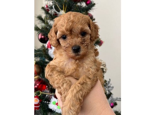 Orijinal Red Browne Toy Poodle – Sevimli ve Canlı