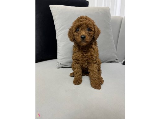 Safkan Red Brown Dişi Toy Poodle