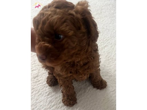 Hayatınıza Neşe Katacak Yeni Ev Arkadaşınız 2.5 Aylık Erkek Yavru toy poodle