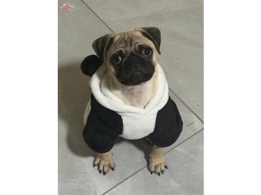 Oyunsever ve Ev Eğitimli Erkek Yavru, Yeni Ailesini Arıyor